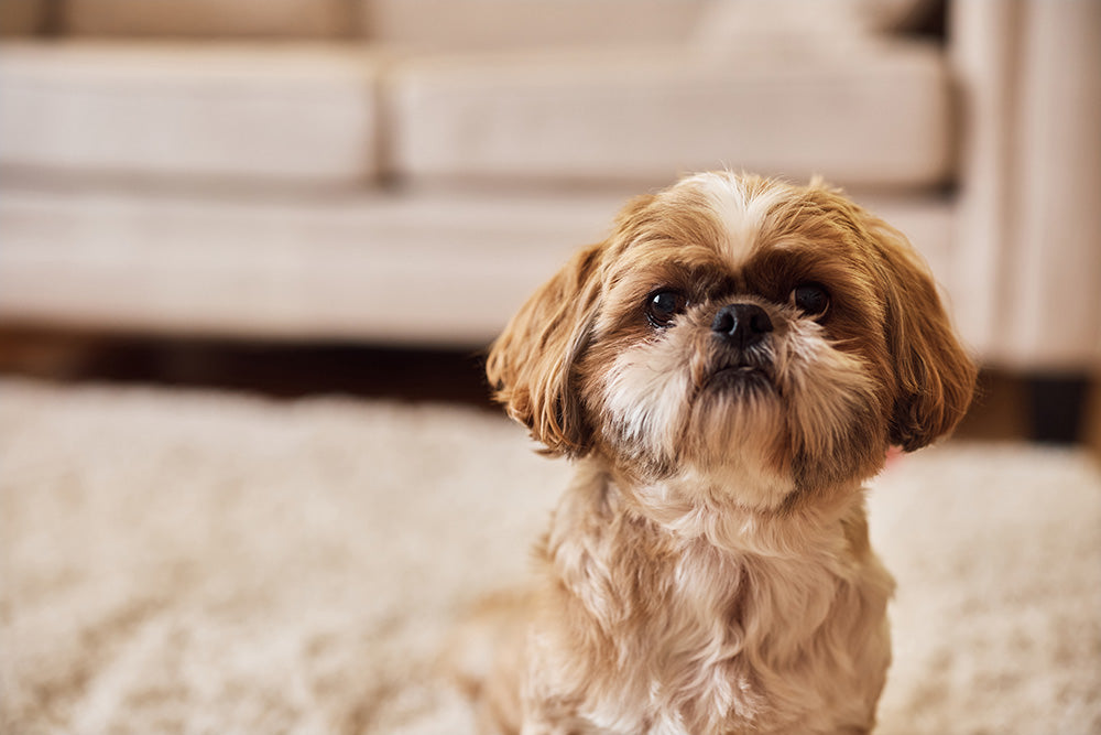 How to Get Dog Pee Smell Out of Carpet