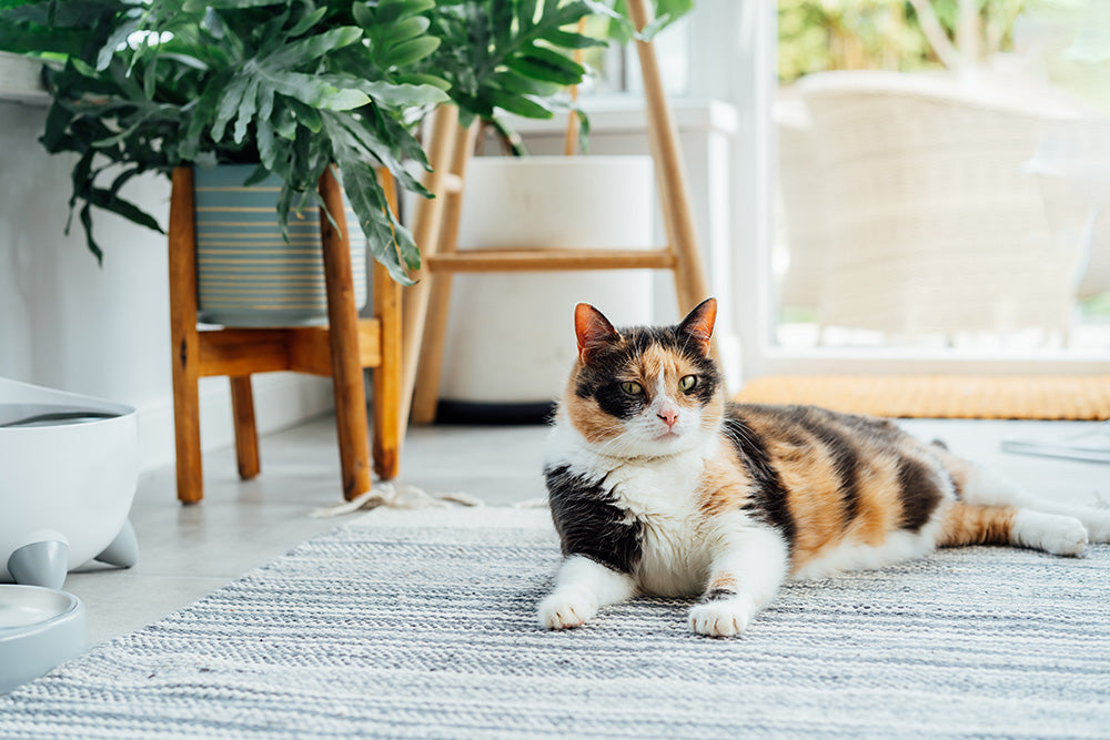 How to Get Rid of Cat Spray Smell