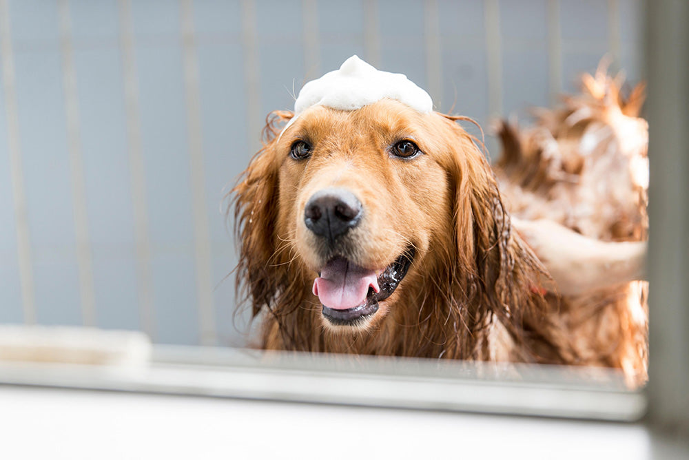How to Get Skunk Smell Off Your Dog