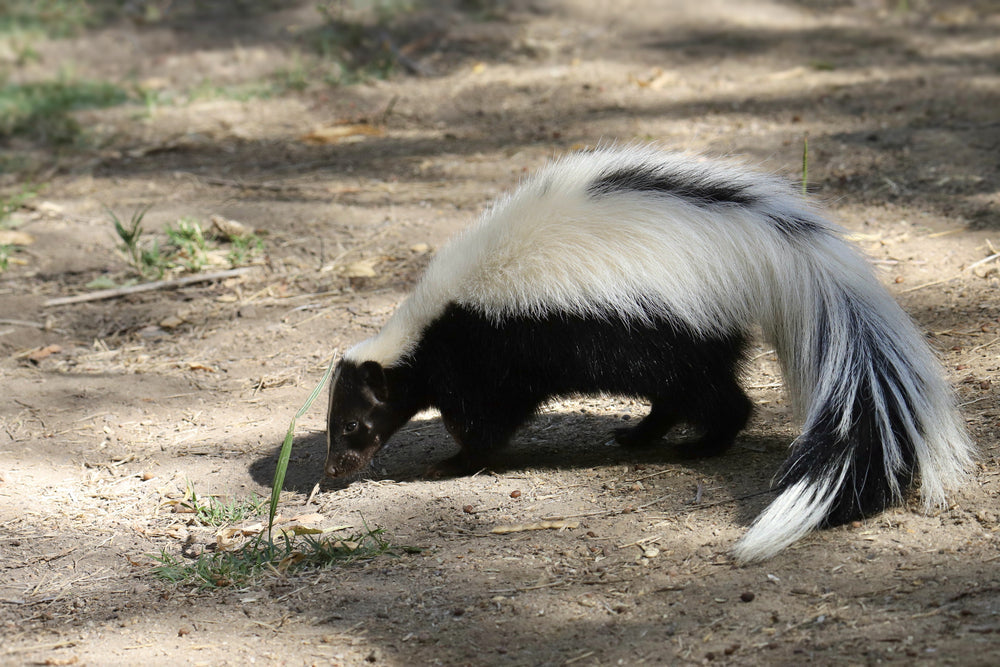 How to Get Skunk Smell Out of Your House