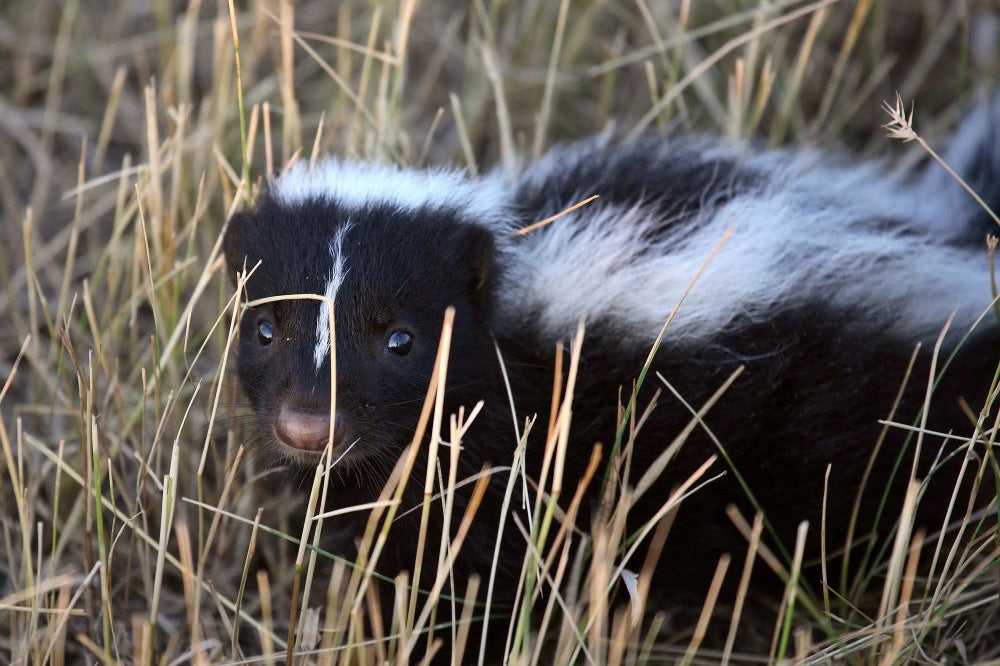 How To Get Rid of Skunk Smell