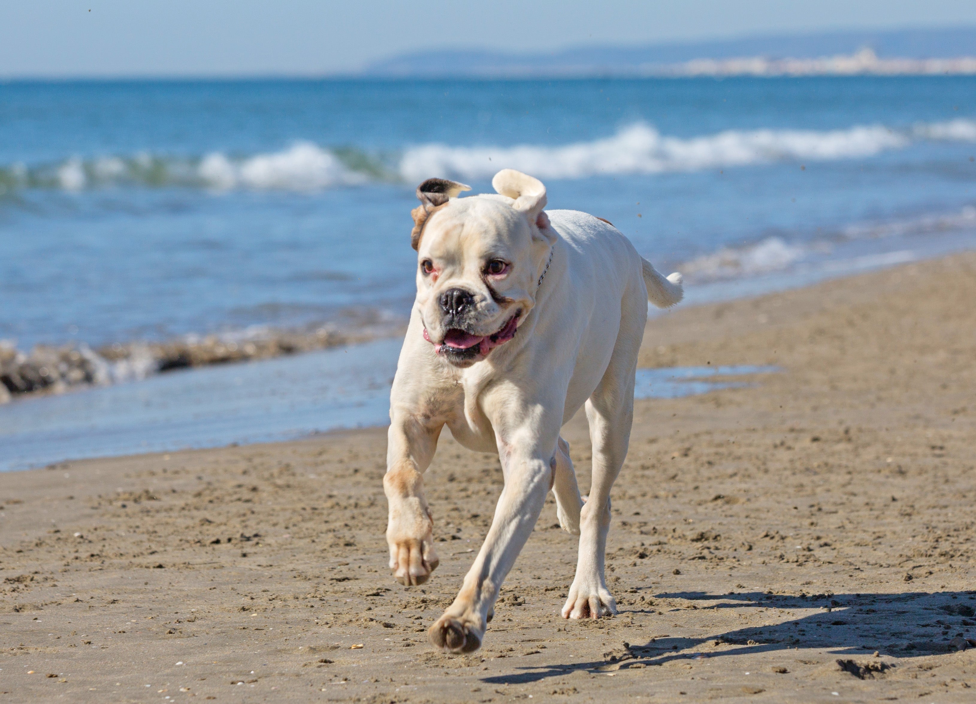 The Dog Days Really Do Smell Different: A Guide to Summer's Worst Pet Odors