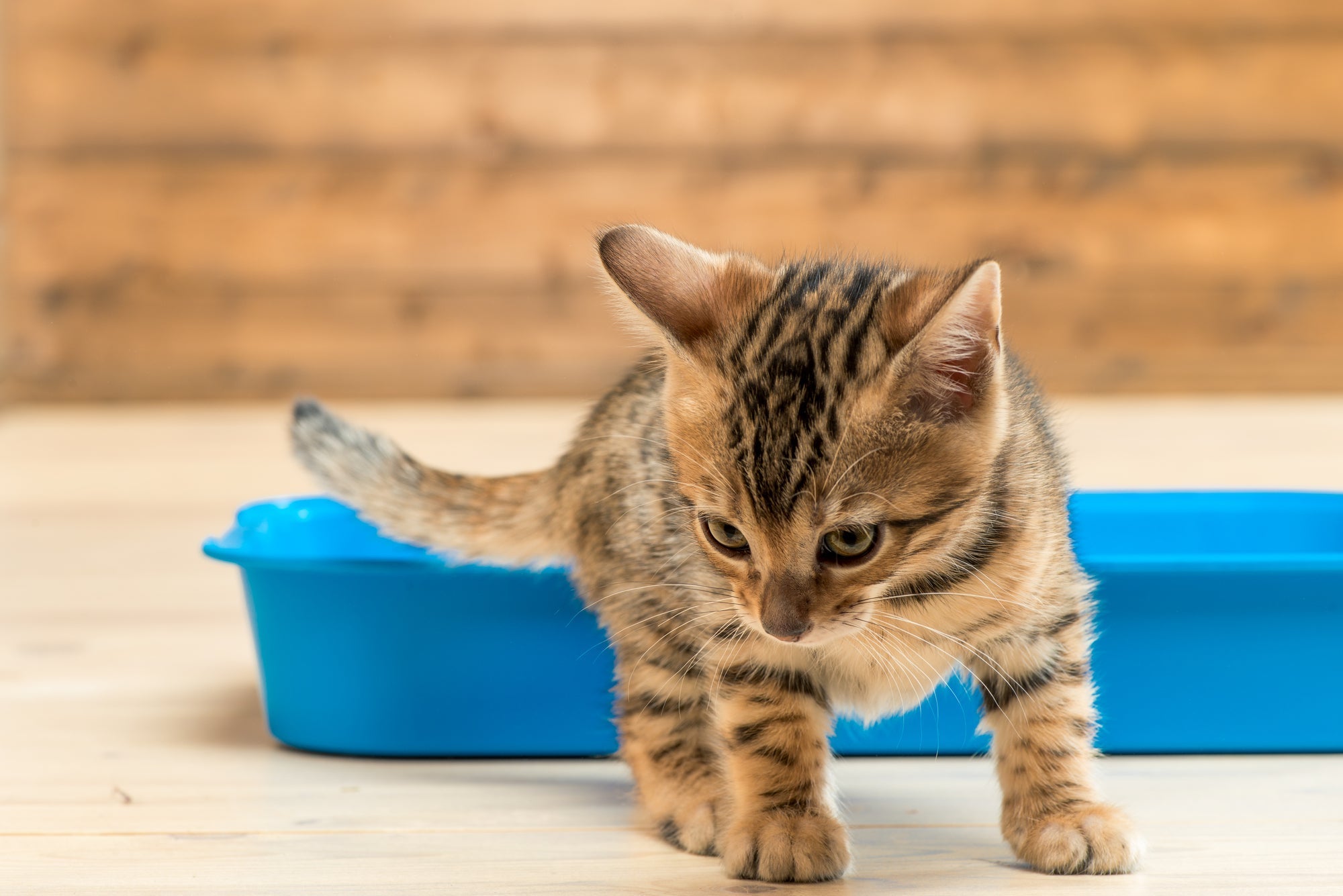 How To Get Rid of Cat Pee Smell