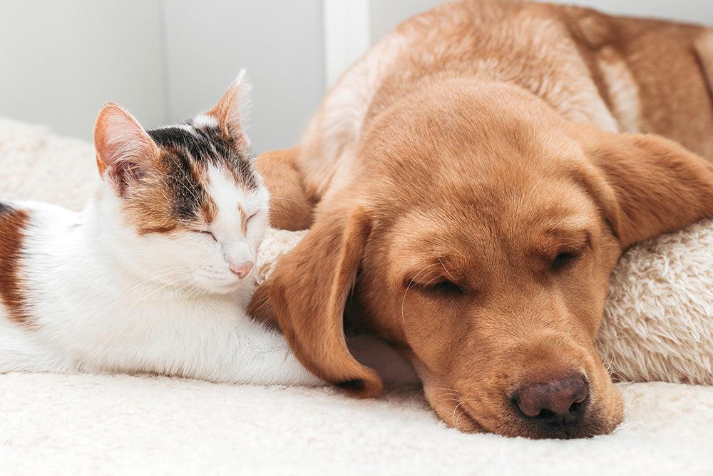 Cat Smells v. Dog Smells: Do They Need the Same Solution?