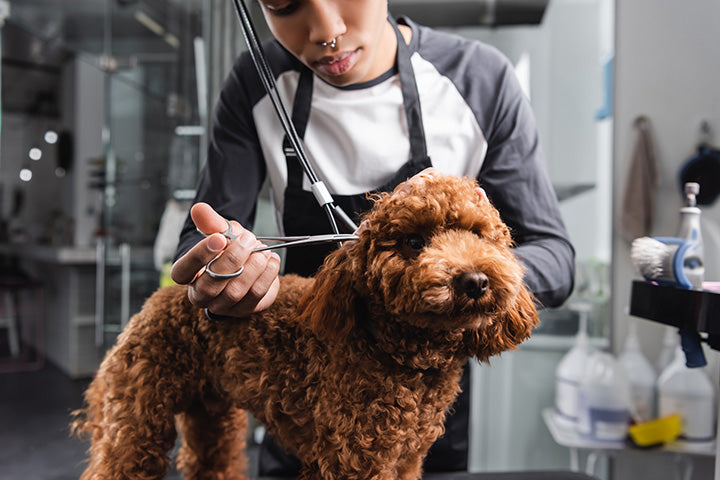 A dog groomer with a dog
