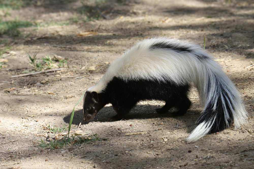 skunk smell
