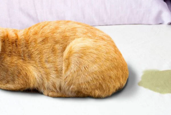 Get Rid of Cat Pee Smell