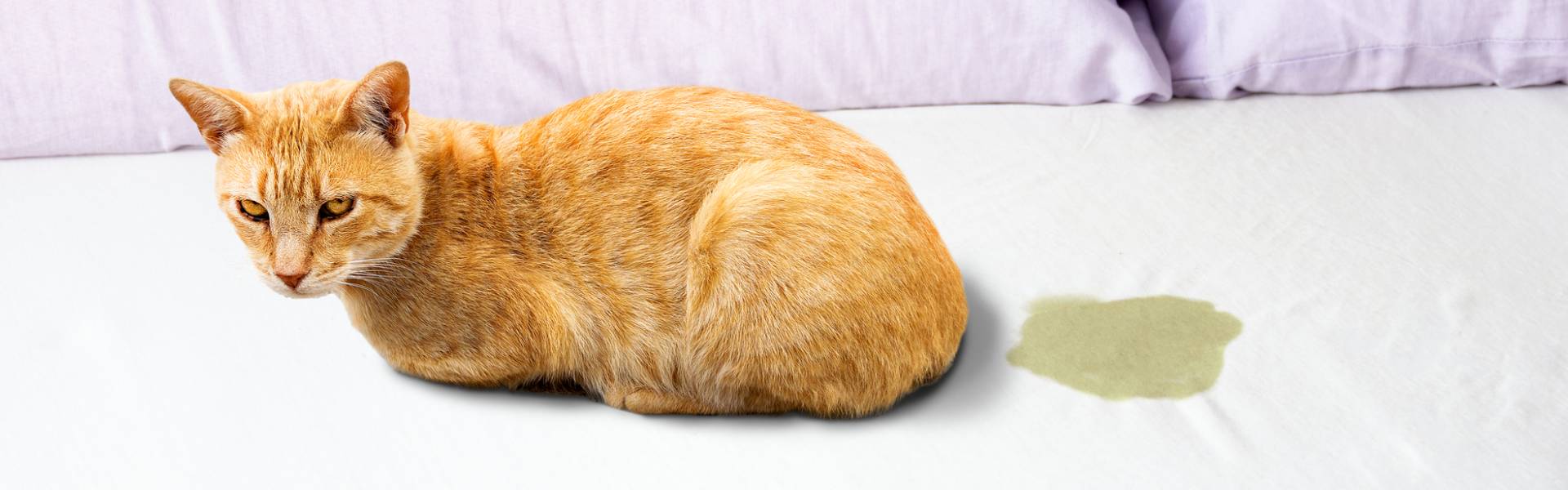 How To Get Rid of Cat Pee Smell