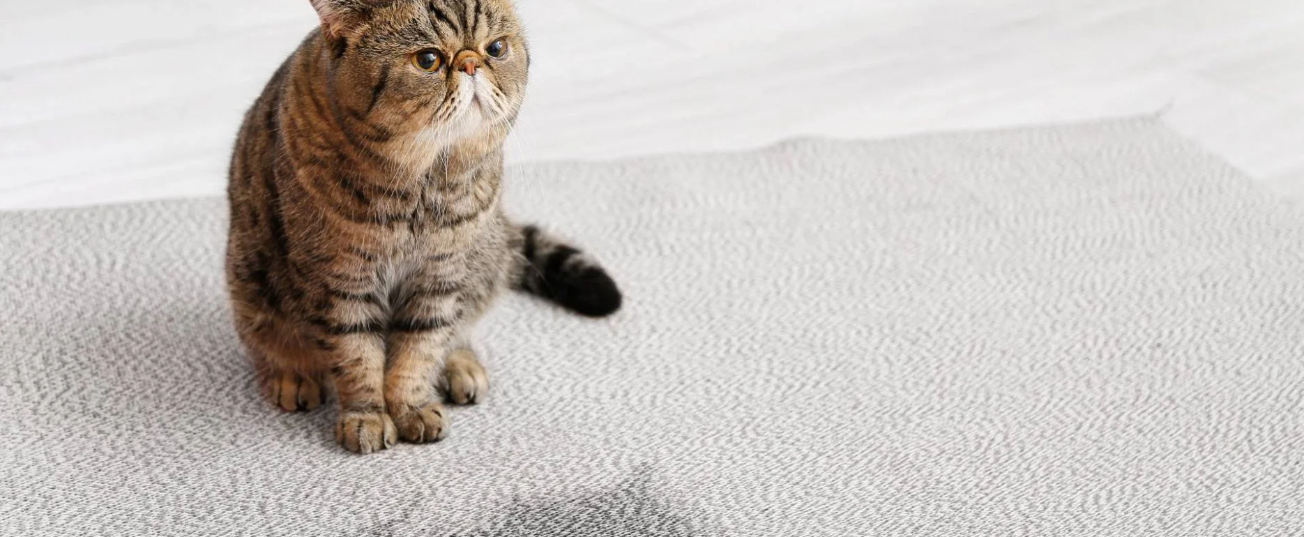 How To Get Rid Of Cat Pee Smell