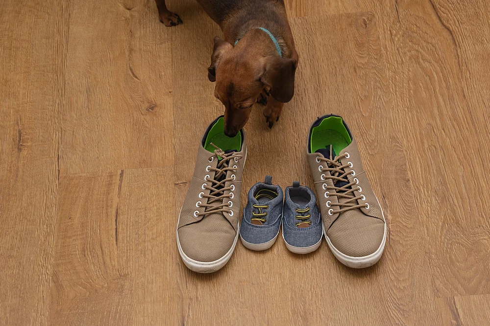 How to Make Shoes Smell Better