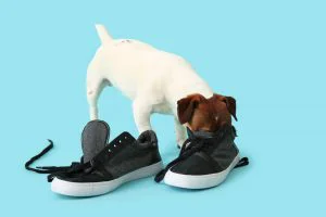 make shoes smell better