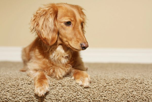 pee smell out of carpet