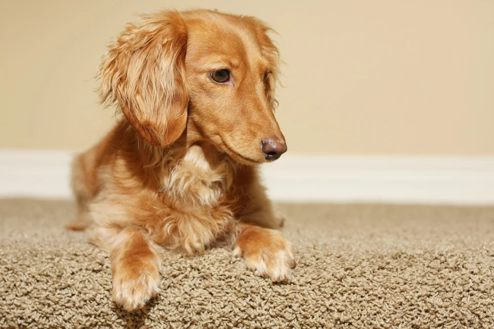 How To Get Pee Smell Out Of Carpet
