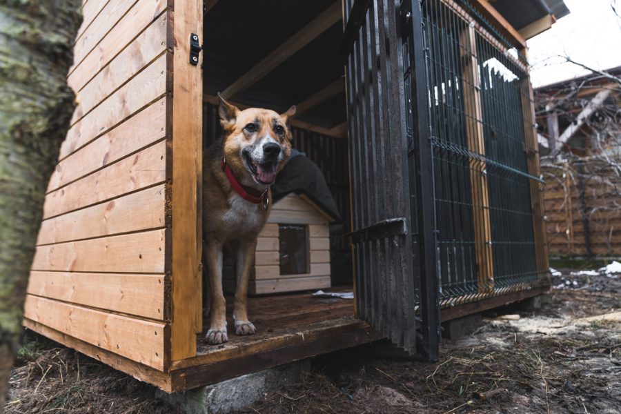 How to Get Rid of Dog Kennel Odors ODORCIDE®
